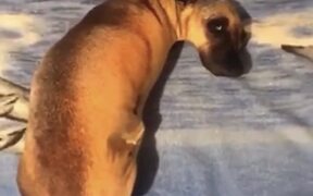 Convincing Dog Pillow is Bizarre - Animals - VIDEOTIME.COM