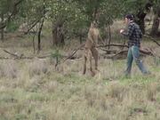 Man Punches a Kangaroo
