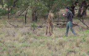 Man Punches a Kangaroo - Animals - VIDEOTIME.COM