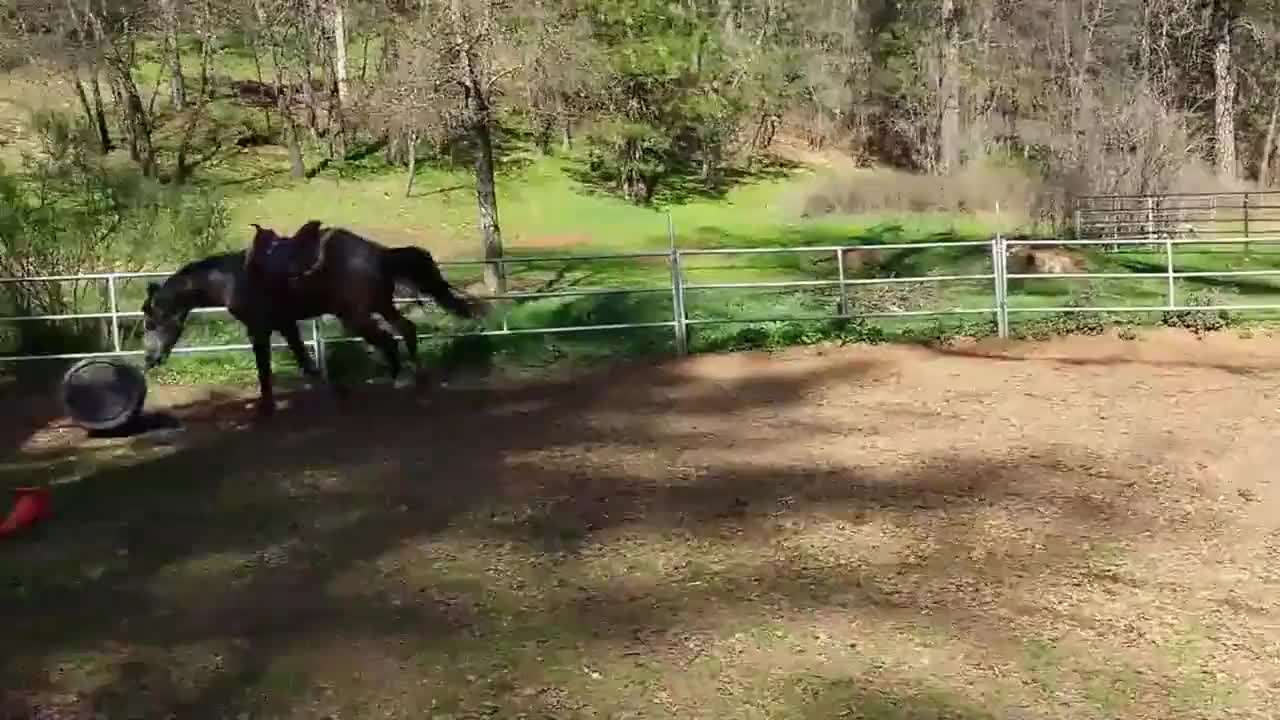 Now This Is Horse Play!