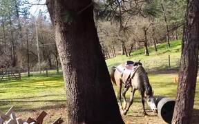 Now This Is Horse Play! - Animals - VIDEOTIME.COM