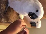 Parrots Love Pedicures