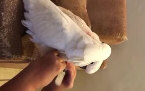 Parrots Love Pedicures - Animals - VIDEOTIME.COM