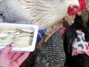 Rooster Feeds His Lady Friends