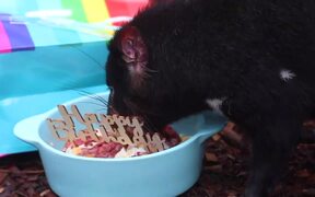 Tasmanian Devils Celebrate a Birthday