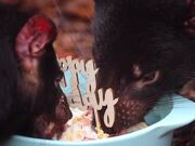 Tasmanian Devils Celebrate a Birthday