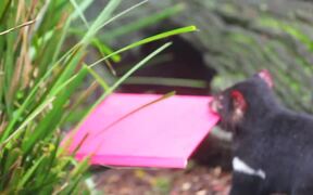 Tasmanian Devils Celebrate a Birthday - Animals - VIDEOTIME.COM