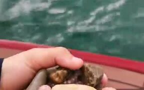 Octopus Slides Away to Freedom - Animals - VIDEOTIME.COM