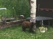 Bear Bandit Takes Off with Bird Feeder