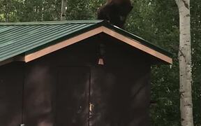 Bear Bandit Takes Off with Bird Feeder - Animals - VIDEOTIME.COM