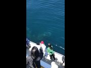 Whales Wave Hello