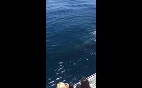 Whales Wave Hello