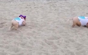 Beach Babes - Animals - VIDEOTIME.COM