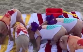 Beach Babes - Animals - VIDEOTIME.COM