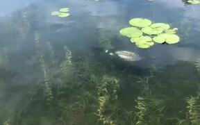 Rare Footage of Loon Swimming Underwater
