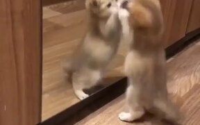 Kitty Takes Itself on in Mirror - Animals - VIDEOTIME.COM