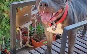 Dog Exercises on Wooden Treadmill - Animals - VIDEOTIME.COM