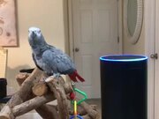 The African Grey a Made Shopping List on Alexa - Animals - Y8.COM