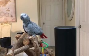 The African Grey a Made Shopping List on Alexa - Animals - VIDEOTIME.COM