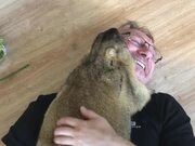 Marmot Cuddles its Man