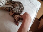Kitty Trains Her Human