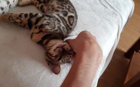 Kitty Trains Her Human - Animals - VIDEOTIME.COM