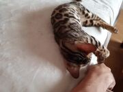 Kitty Trains Her Human