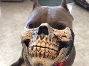 Pitbull with Skull Mask