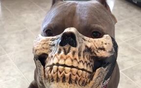 Pitbull with Skull Mask - Animals - VIDEOTIME.COM