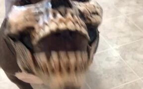 Pitbull with Skull Mask - Animals - VIDEOTIME.COM