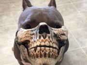 Pitbull with Skull Mask