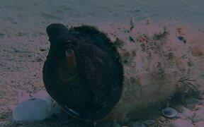 Baby Octopus Resting in New Aluminum Can Home - Animals - VIDEOTIME.COM