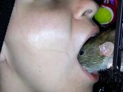 Pet Rat Cleans Owners Teeth