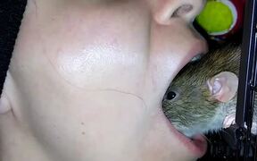 Pet Rat Cleans Owners Teeth - Animals - VIDEOTIME.COM