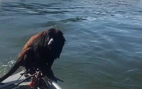 Men in Boat Rescue Monkey with Life Jacket - Animals - Videotime.com