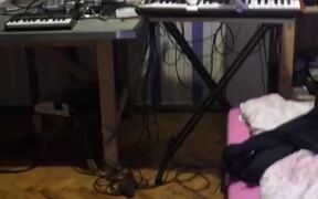 Cat Playing Horrifying Music on Synthesizer - Animals - Videotime.com
