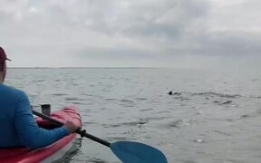 Sea Creatures Visit Kayakers
