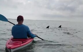 Sea Creatures Visit Kayakers - Animals - VIDEOTIME.COM