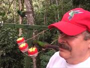 Hummingbird Hat for Bird Lovers