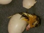 Ducklings Hatching