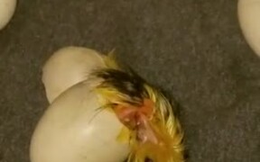 Ducklings Hatching - Animals - VIDEOTIME.COM