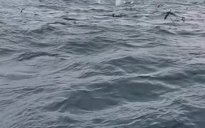 Whales Breaches Near Boat in Harbour