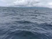 Whales Breaches Near Boat in Harbour
