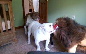 Brave English Bulldog vs. Stuffed Lion - Animals - VIDEOTIME.COM