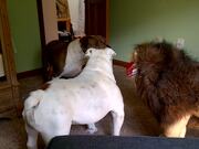 Brave English Bulldog vs. Stuffed Lion