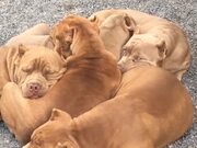 Pit Bull Puppy Pile Up