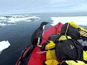Penguin Jumps on Board Research Boat to Say Hello