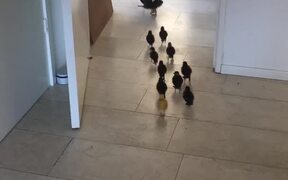 Mother Duck and Ducklings are Ready for Pond - Animals - VIDEOTIME.COM
