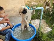 Pug Puppy Drinks From the Fountain