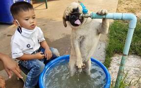 Pug Puppy Drinks From the Fountain